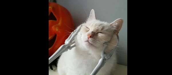 Cat getting masage Cat getting masage - Sputnik International