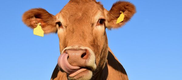 Cow - Sputnik International