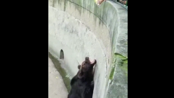 Bear in Zoo - Sputnik International
