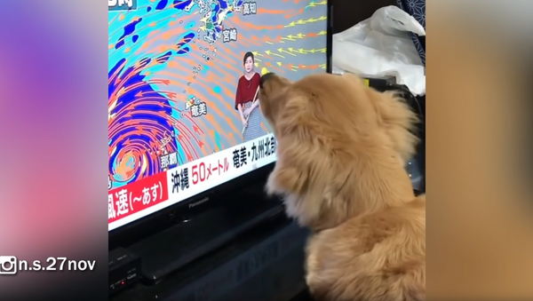 Ball Is Life!: Golden Retriever Pup Tries to Fetch Through Flat Screen - Sputnik International