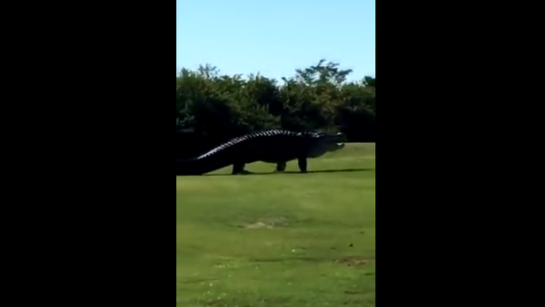 Alligator on a Golf Course - Sputnik International