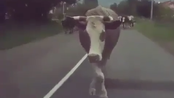 Cow Shows Its Swaggest Strut Walk - Sputnik International