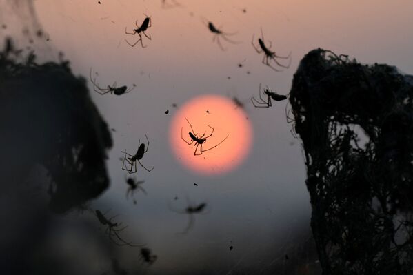 Arachnid Paradise: Greek Lake Gets Govered in Gigantic Spider Webs - Sputnik International