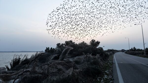 Птицы летают над покрытой паутиной растительностью у озера Вистонис в Греции  - Sputnik International