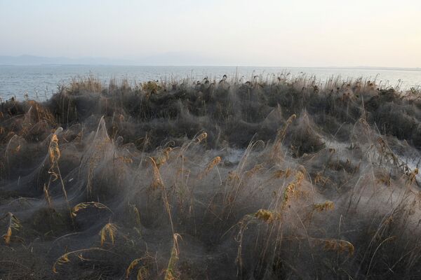 Arachnid Paradise: Greek Lake Gets Govered in Gigantic Spider Webs - Sputnik International