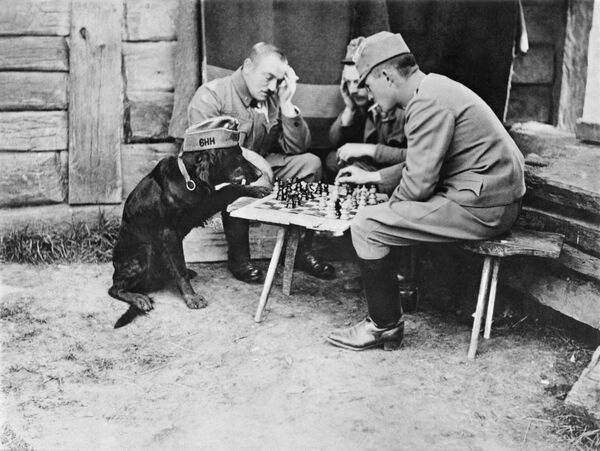 This image of a dog playing chess with Austrian soldiers is in a new book of rare and unseen First World War photographs produced by the Imperial War Museum This image of a dog playing chess with Austrian soldiers is in a new book of rare and unseen First World War photographs produced by the Imperial War Museum - Sputnik International