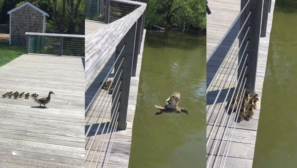 Mother Knows Best: Mama Duck Hops Off Bridge, Ducklings Follow - Sputnik International
