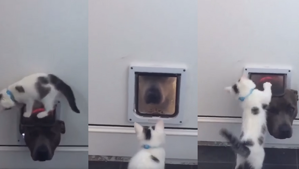 Pit Bull’s Kitty Door Access Denied by Tiny Feline - Sputnik International