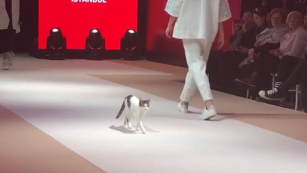 Feline Steals the Fashion Show in Turkey - Sputnik International
