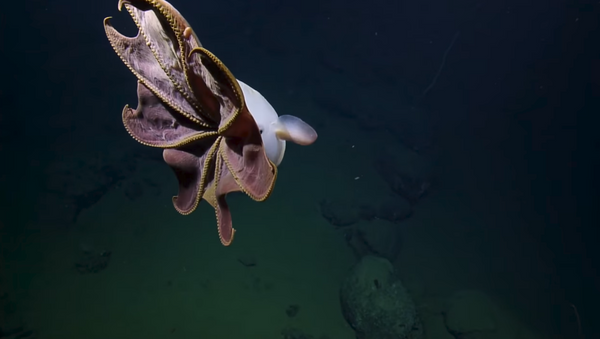 Marine scientists capture rare footage of the dumbo octopus during survey of the Davidson Seamount - Sputnik International