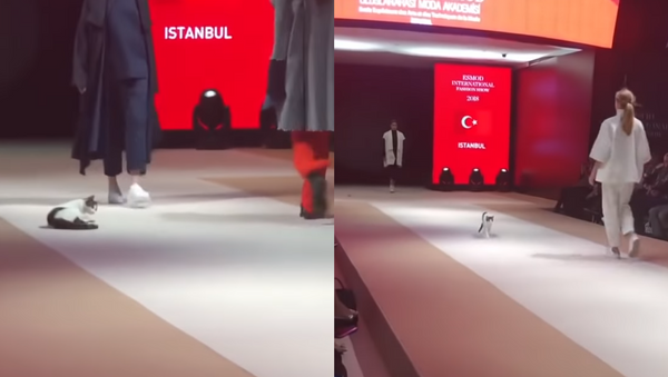 Crashing the Catwalk: Kitten Struts its Stuff in Istanbul Fashion Show - Sputnik International