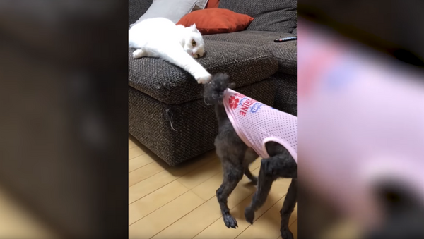 Got Your Back: Cat Lays Down the Law With a Single Claw - Sputnik International