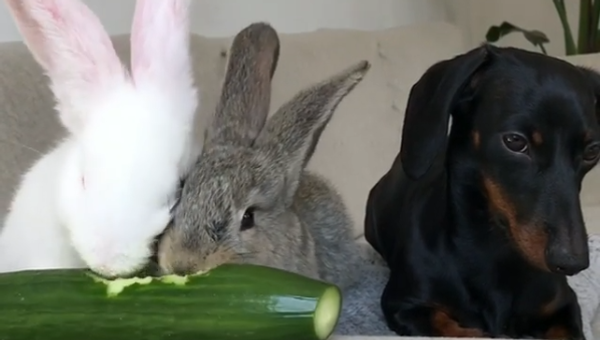 Bunnies and Puppy - Sputnik International