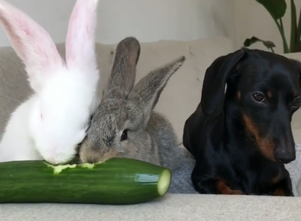 Bunnies and Puppy - Sputnik International