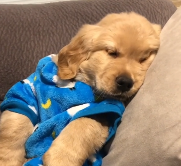 Sleepy Golden Retriever Sleepy Golden Retriever - Sputnik International