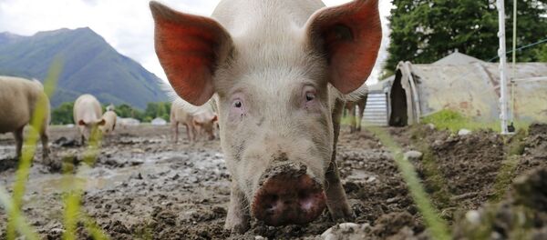 Pigs - Sputnik International