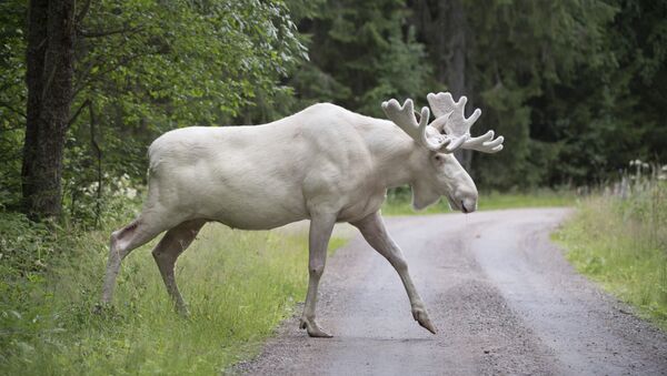 This picture taken on July 31, 2017 shows a rare white moose in Gunnarskog, Vaermland County, Sweden - Sputnik International