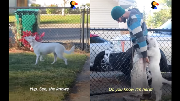‘Look at That Smeller Work!’ Blind, Deaf Dog Immediately Senses Owner’s Arrival - Sputnik International
