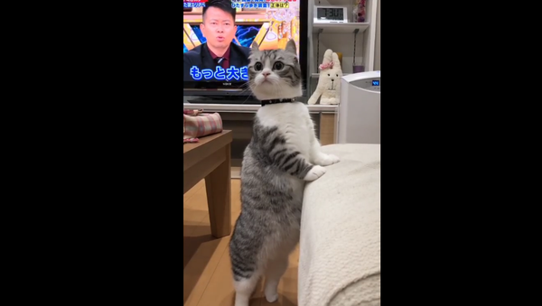 Cat standing like a human - Sputnik International
