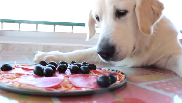Dog Makes Pizza | Funny Golden Retriever Bailey - Sputnik International