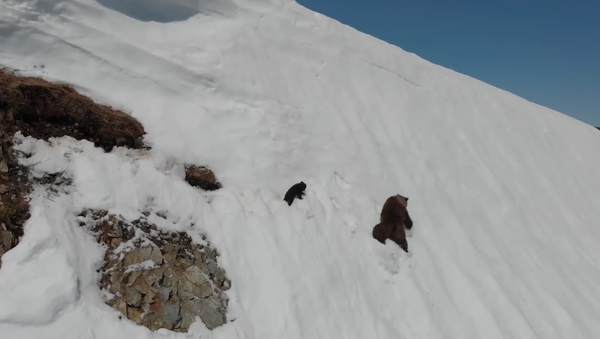 Fallen Bear Cub Climbs Back to Mama - Sputnik International