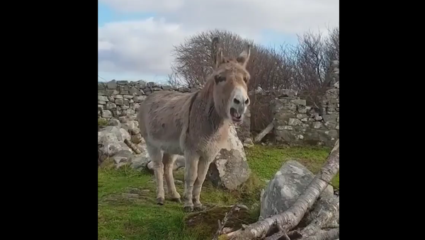 Donkey trying to sing - Sputnik International