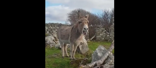 Donkey trying to sing - Sputnik International