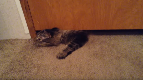Squishy Kitty? Cat Slips Out Under Door Frame - Sputnik International