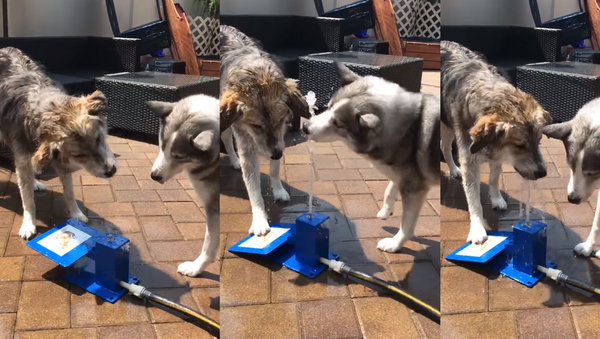 ‘Teamwork!’: Pair of Pups Figure Out Water Fountain - Sputnik International