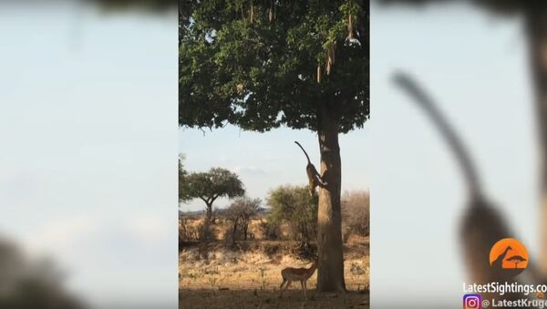 Leopard Jumps on Impala From Tree! - Sputnik International