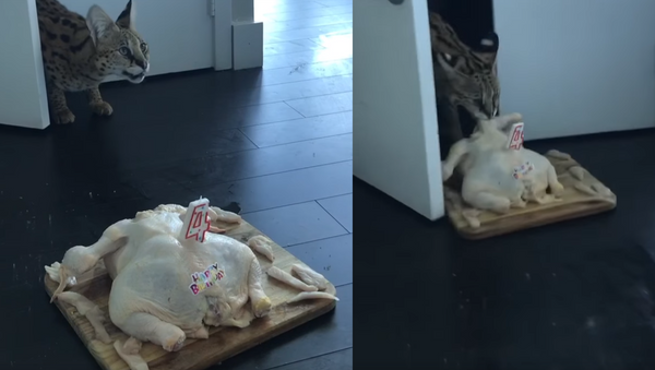 Savannah Cat Celebrates Birthday With Raw Chicken ‘Cake’ - Sputnik International