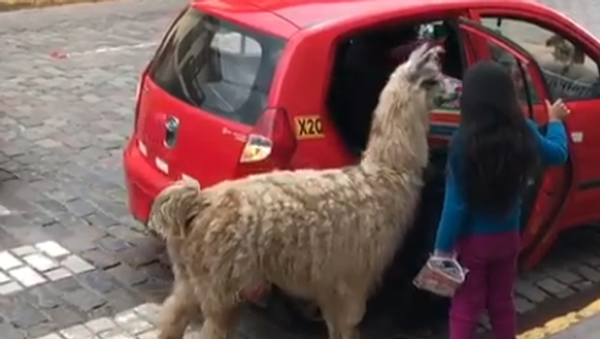 Alpaca Takes a Cab - Sputnik International