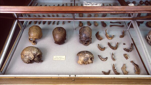 Skulls and other human remains from PW Lund's collection from Lagoa Santa, Brazil, kept in the Natural History Museum of Denmark - Sputnik International