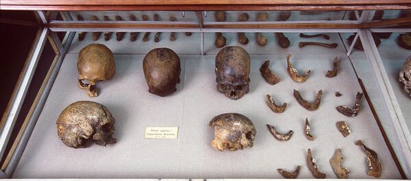 Skulls and other human remains from PW Lund's collection from Lagoa Santa, Brazil, kept in the Natural History Museum of Denmark - Sputnik International