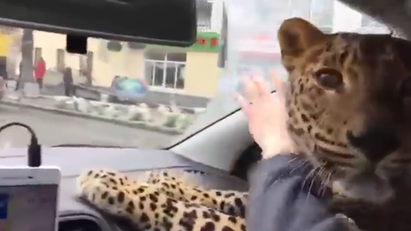 Leopard in a Taxi in Russia - Sputnik International