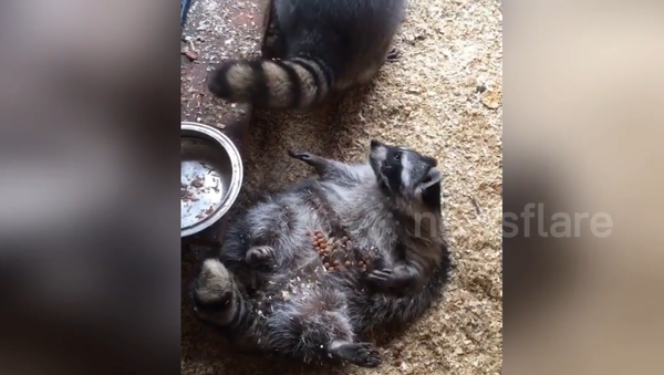 Fat raccoon its of her belly - Sputnik International