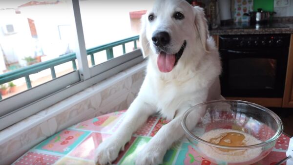 Chef Dog Makes Cupcakes | Cute Golden Retriever Puppy Bailey - Sputnik International
