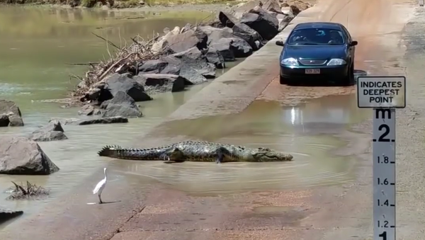 Crocodile crossing the road - Sputnik International