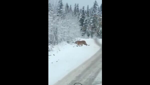 That moment when a SIBERIAN TIGER walks across the road in front of the car. In Heilongjiang, NE China. - Sputnik International