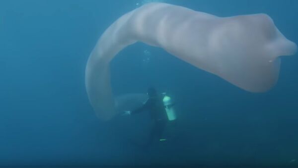 Divers Encounter Strange Deep-Sea Worm Over 8m Long - Sputnik International