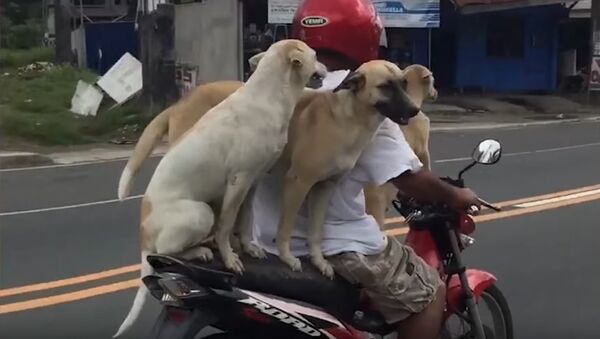 Three Dogs Riding Motorcycle - Sputnik International