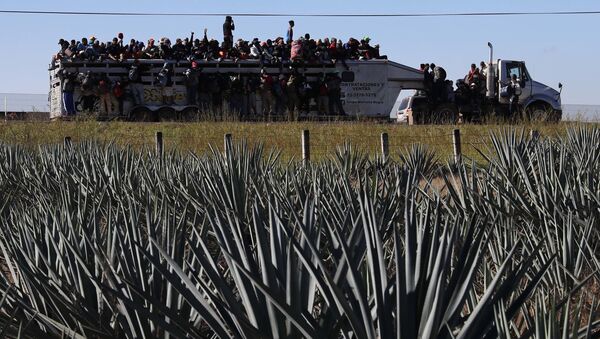 Central American migrants moving as a caravan to the U.S. border get a free ride on a truck past maguey farms as they depart Guadalajara, Mexico, Tuesday, Nov. 13, 2018 - Sputnik International