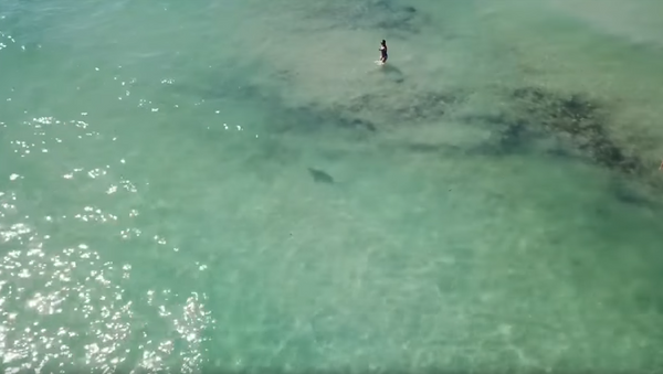 Drone Captures South Beach Sharks Dangerously Close to Swimmers - Sputnik International