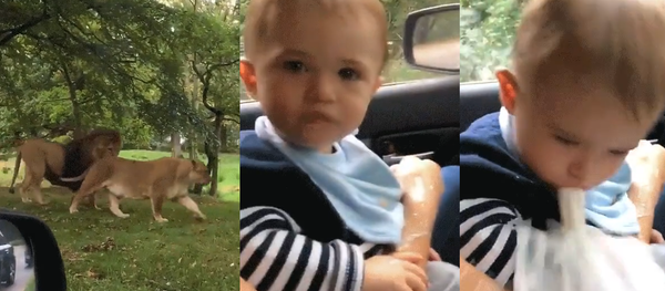 Safari Park Barf: Lion-Watching Newborn Lets Loose at Zoo Safari Park Barf: Lion-Watching Newborn Lets Loose at Zoo - Sputnik International