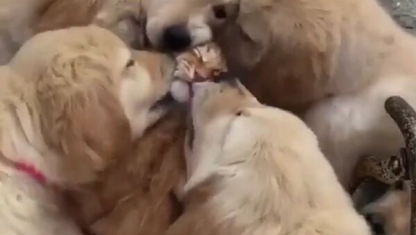 Dogpuppys - Sputnik International