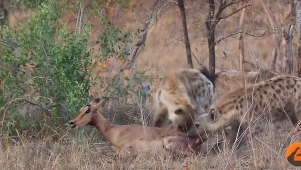Cheetahs and Hyenas Eat Impala Alive - Sputnik International