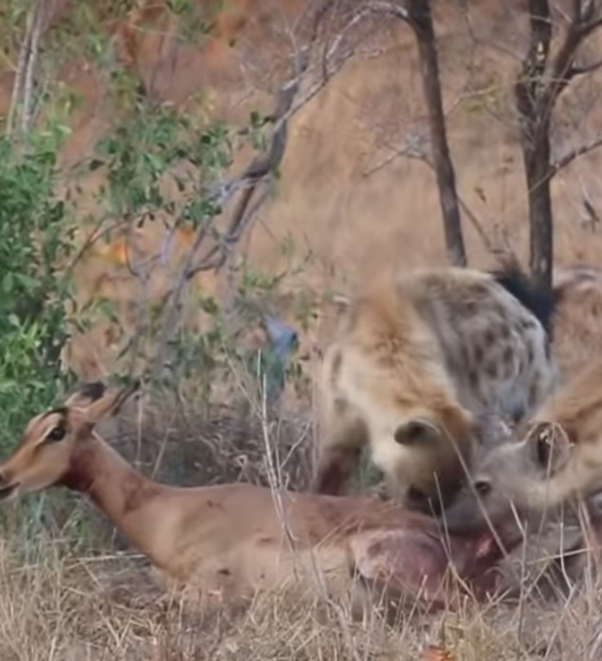 Cheetahs and Hyenas Eat Antelope Alive in Front of Tourists in South Africa - 16.11.2018, Sputnik International