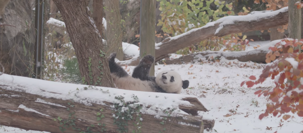 Young Giant Panda Makes Most of Snowfall at Smithsonian National Zoo - Sputnik International