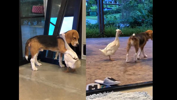 Uncommon Coupling: Beagle and Duck Prove Inseparable - Sputnik International