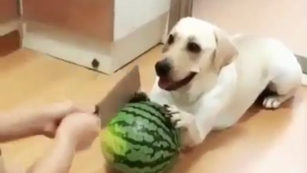 Dog and Watermelon - Sputnik International